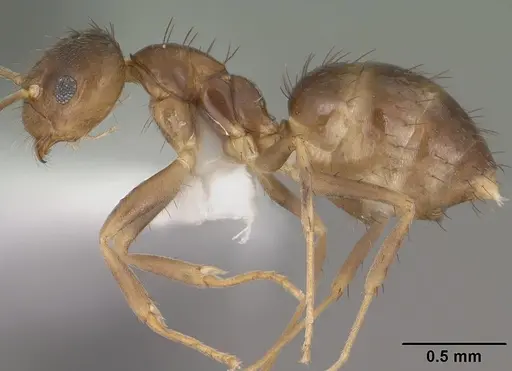 Nylanderia austroccidua specimen CASENT0102818 image casent0102818_3