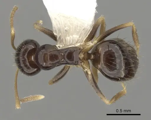 Nylanderia austroccidua specimen CASENT0280571 image casent0280571_1