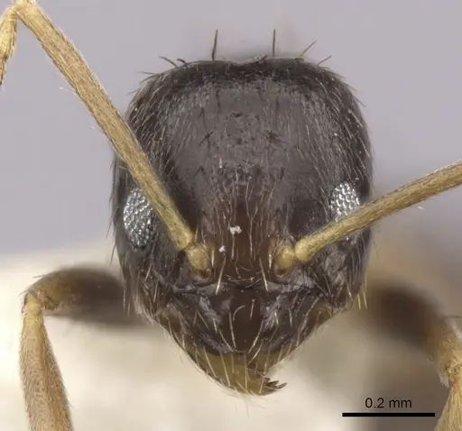 Nylanderia austroccidua specimen CASENT0280571 image casent0280571_2