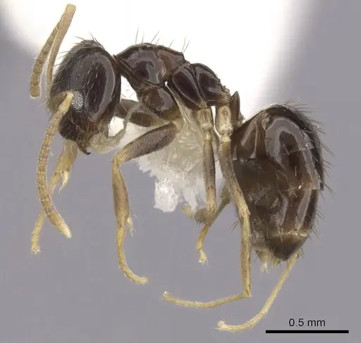 Nylanderia austroccidua specimen CASENT0280571 image casent0280571_3