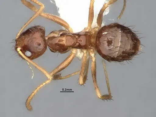 Nylanderia austroccidua specimen CASENT4031880 image casent4031880_1