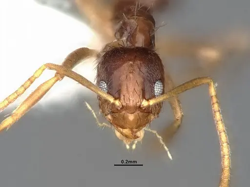 Nylanderia austroccidua specimen CASENT4031880 image casent4031880_2