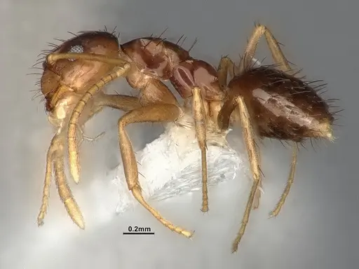 Nylanderia austroccidua specimen CASENT4031880 image casent4031880_3