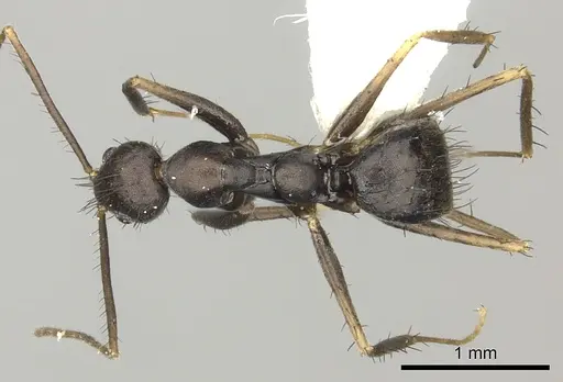 Nylanderia birmana specimen CASENT0270009 image casent0270009_1