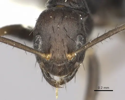 Nylanderia birmana specimen CASENT0270009 image casent0270009_2