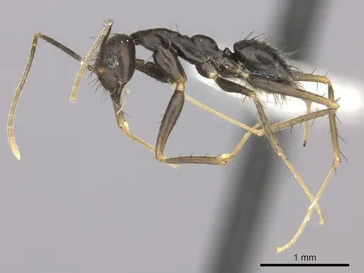 Nylanderia birmana specimen CASENT0270009 image casent0270009_3