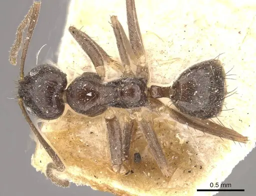 Nylanderia birmana specimen CASENT0911001 image casent0911001_1