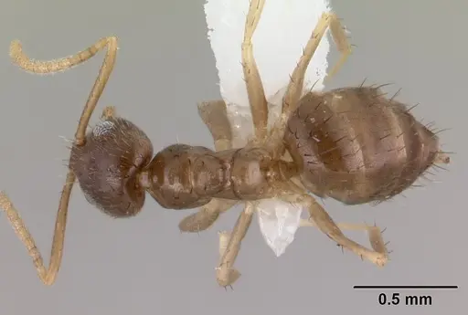 Nylanderia boltoni specimen CASENT0179580 image casent0179580_1