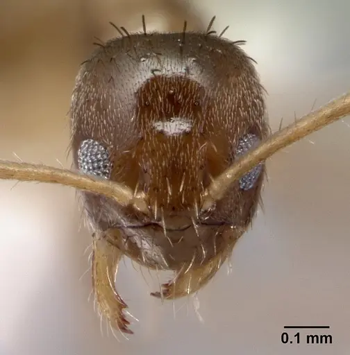 Nylanderia boltoni specimen CASENT0179580 image casent0179580_2