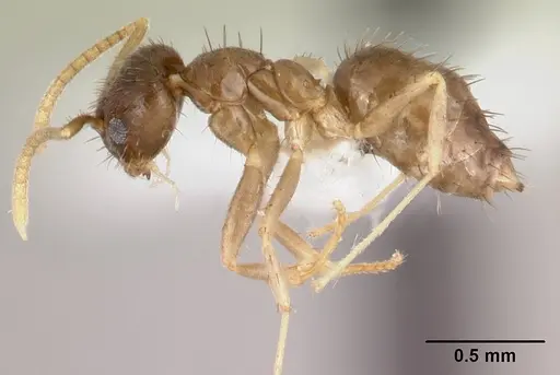 Nylanderia boltoni specimen CASENT0179580 image casent0179580_3