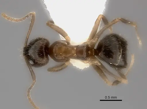 Nylanderia boltoni specimen CASENT0217206 image casent0217206_1
