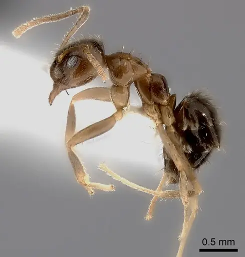 Nylanderia boltoni specimen CASENT0217206 image casent0217206_3