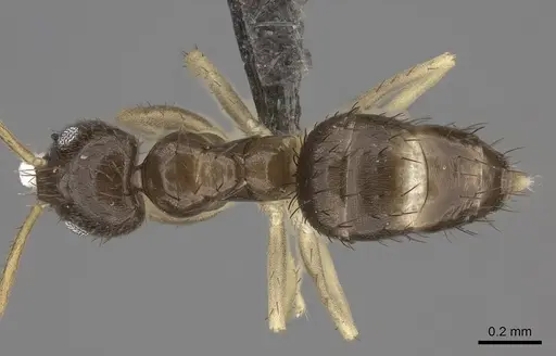 Nylanderia boltoni specimen CASENT0235556 image casent0235556_1