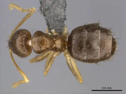 Nylanderia boltoni specimen CASENT0257304 image casent0257304_1
