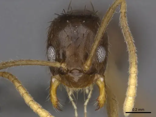Nylanderia boltoni specimen CASENT0257304 image casent0257304_2