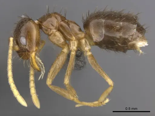 Nylanderia boltoni specimen CASENT0257304 image casent0257304_4