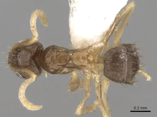 Nylanderia boltoni specimen CASENT0281154 image casent0281154_1