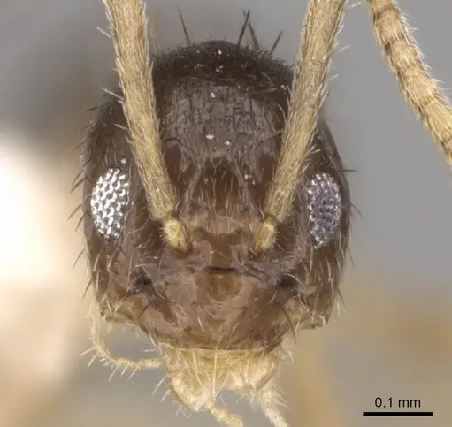 Nylanderia boltoni specimen CASENT0281154 image casent0281154_2