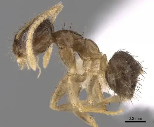 Nylanderia boltoni specimen CASENT0281154 image casent0281154_3