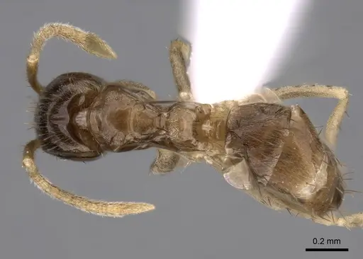 Nylanderia boltoni specimen CASENT0317035 image casent0317035_1