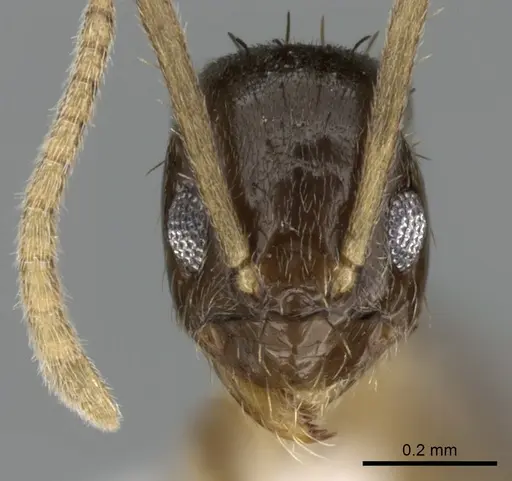 Nylanderia boltoni specimen CASENT0317035 image casent0317035_2