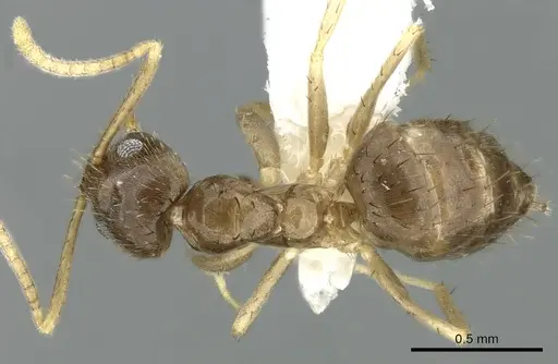 Nylanderia boltoni specimen CASENT0339203 image casent0339203_1