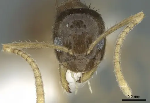 Nylanderia boltoni specimen CASENT0339203 image casent0339203_2