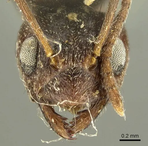 Nylanderia brasiliensis specimen CASENT0915723 image casent0915723_2