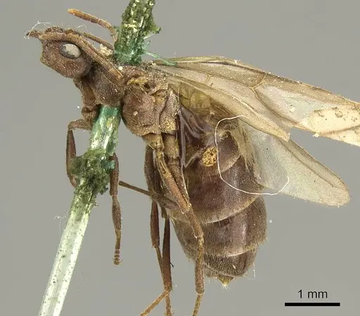 Nylanderia brasiliensis specimen CASENT0915723 image casent0915723_3