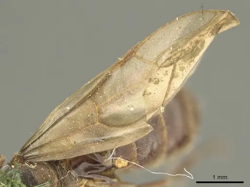 Nylanderia brasiliensis specimen CASENT0915723 image casent0915723_4