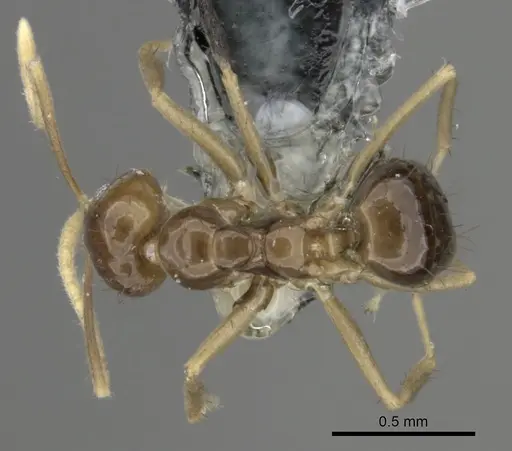 Nylanderia braueri specimen CASENT0181471 image casent0181471_1