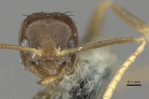 Nylanderia braueri specimen CASENT0181471 image casent0181471_2