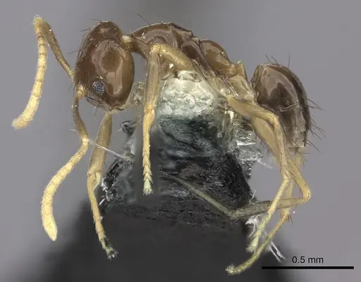 Nylanderia braueri specimen CASENT0181471 image casent0181471_3