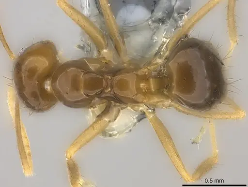 Nylanderia braueri specimen CASENT0181474 image casent0181474_1