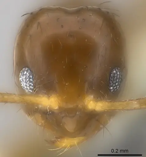 Nylanderia braueri specimen CASENT0181474 image casent0181474_2