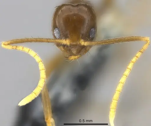 Nylanderia braueri specimen CASENT0181474 image casent0181474_3