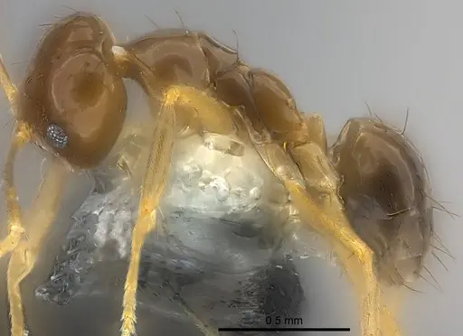 Nylanderia braueri specimen CASENT0181474 image casent0181474_4