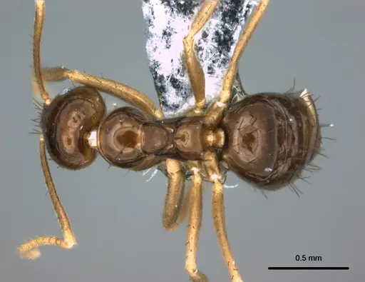 Nylanderia braueri specimen CASENT0181506 image casent0181506_1