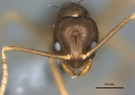 Nylanderia braueri specimen CASENT0181506 image casent0181506_2