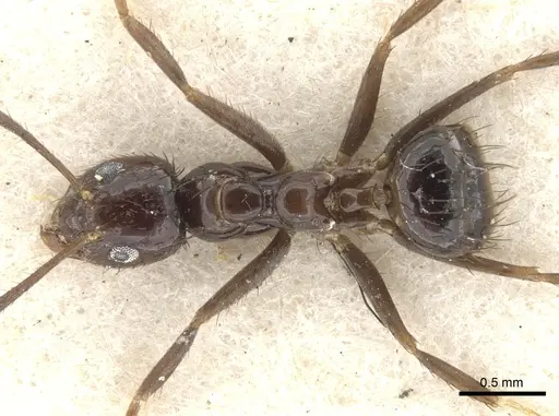 Nylanderia braueri specimen CASENT0903129 image casent0903129_1
