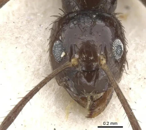 Nylanderia braueri specimen CASENT0903129 image casent0903129_2