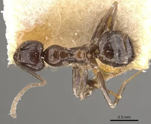 Nylanderia braueri specimen CASENT0911015 image casent0911015_1