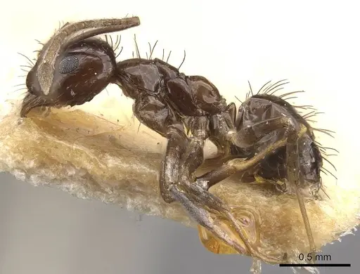 Nylanderia braueri specimen CASENT0911015 image casent0911015_2