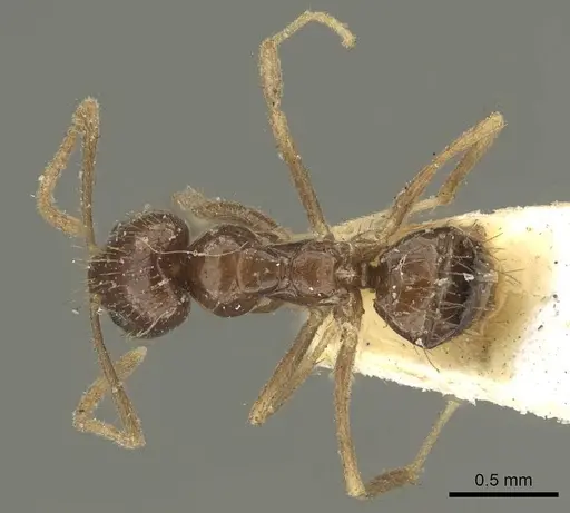 Nylanderia braueri specimen CASENT0915719 image casent0915719_1