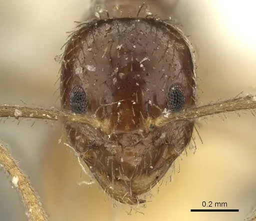 Nylanderia braueri specimen CASENT0915719 image casent0915719_2