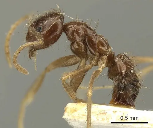 Nylanderia braueri specimen CASENT0915719 image casent0915719_3