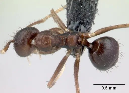 Nylanderia brevisetula specimen CASENT0090304 image casent0090304_1
