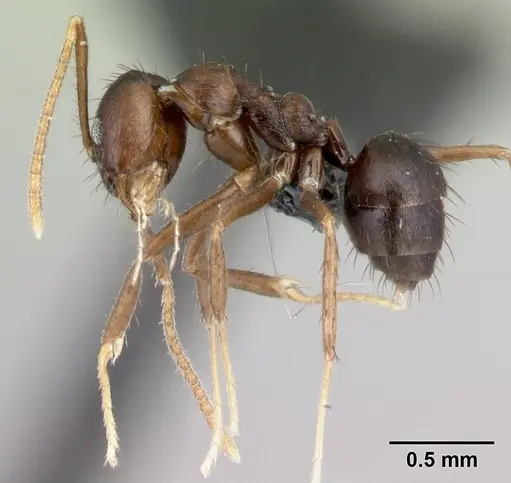 Nylanderia brevisetula specimen CASENT0090304 image casent0090304_3