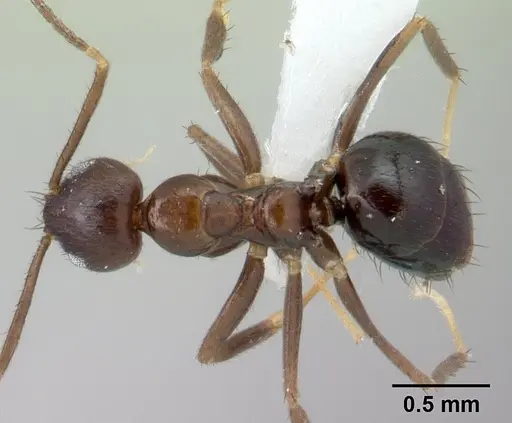 Nylanderia brevisetula specimen CASENT0179575 image casent0179575_1