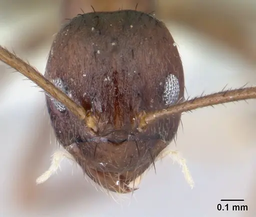 Nylanderia brevisetula specimen CASENT0179575 image casent0179575_2